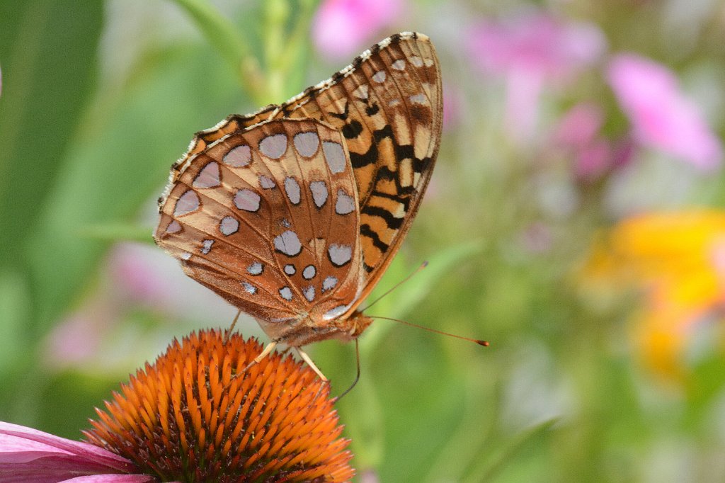 077 2013-07284663 Broad Meadow Brook, MA.JPG - Great Spangled Fritillary (Speyeria cubele). Broad Meadow Brook Wildlife Sanctuary, MA, 7-28-2013